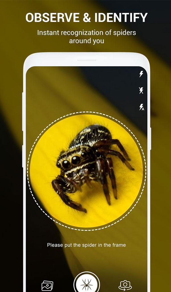 Spider Identifier App by Photo