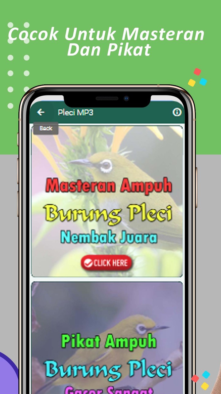 Masteran Pleci Nembak Juara