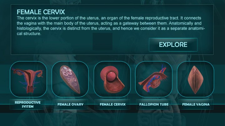 Female Reproduction system 3D
