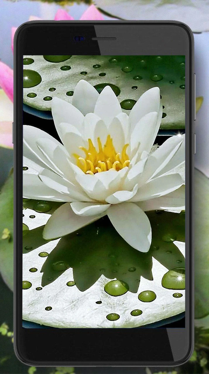 Download Lotus HD Live Wallpaper MOD APK  for Android