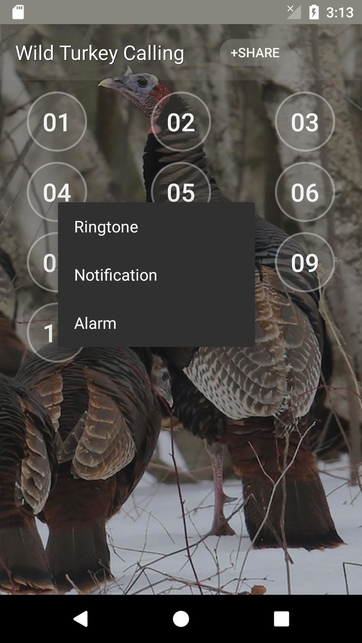 Wild Turkey Calling Sounds