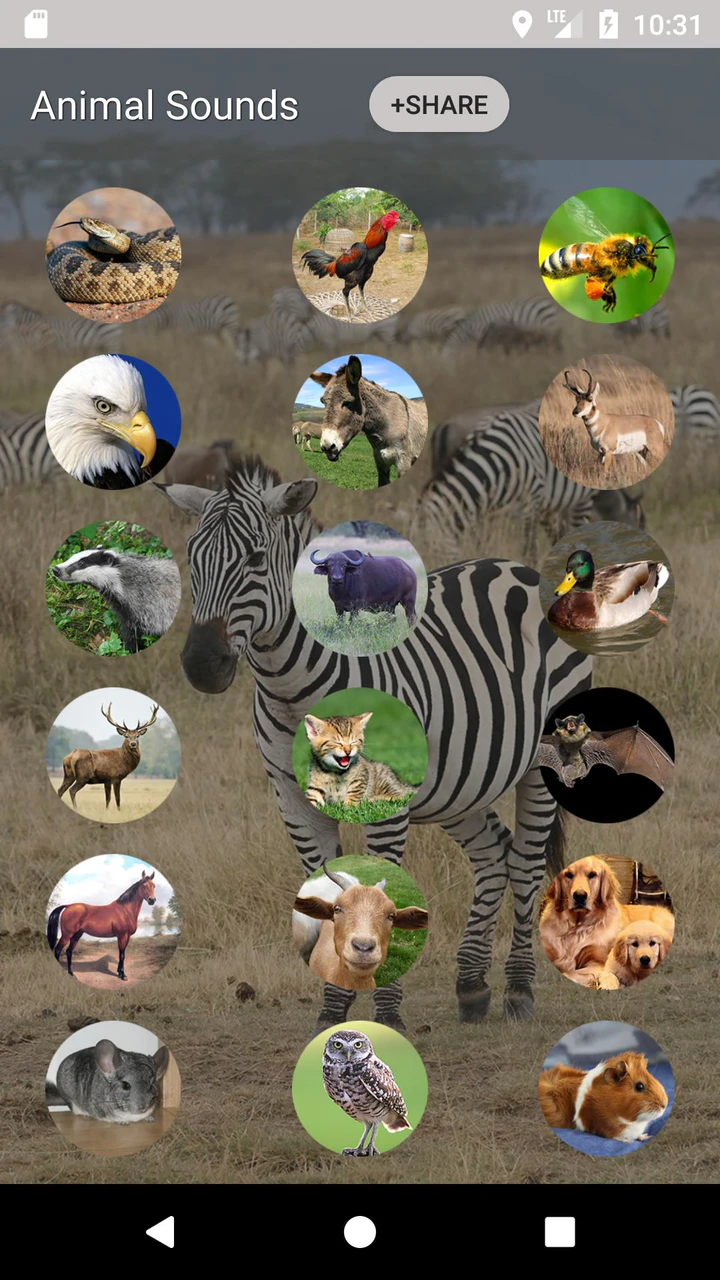 Download Animal sounds and Ringtone APK  For Android