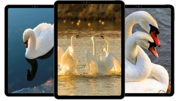 Swan Wallpaper_playmods.net