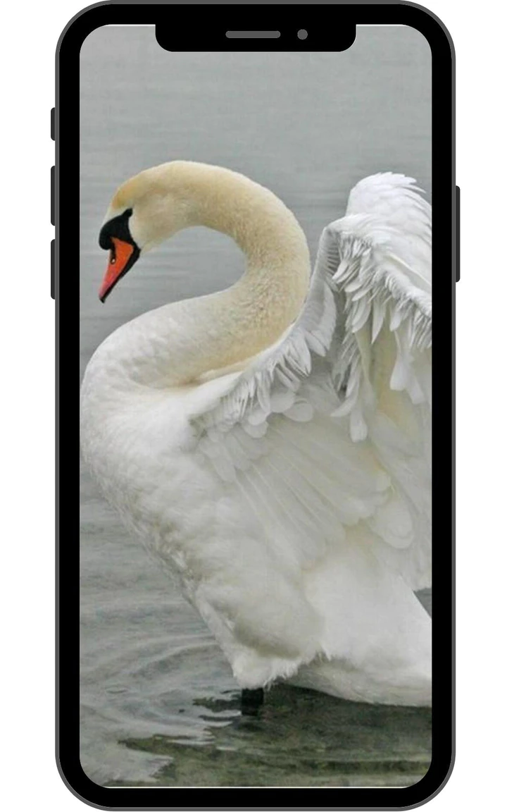 Descargar Fondo de pantalla de cisne MOD APK para Android Descargar Fondo de pantalla de cisne MOD APK para Android