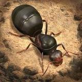 Free download The Ants: Underground Kingdom(TW) v1.14.0 for Android