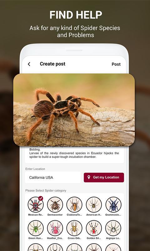 Spider Identifier App by Photo