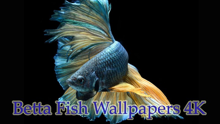 Betta Fish Wallpaper