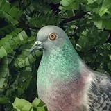 Download Pigeon: A Love Story(all contents for free) v0.5 for Android