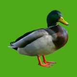 Progressive Duck Decoy(Official)0.13.26.0515_playmod.games