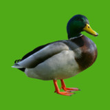 Progressive Duck Decoy(Official)0.13.26.0515_playmods.games