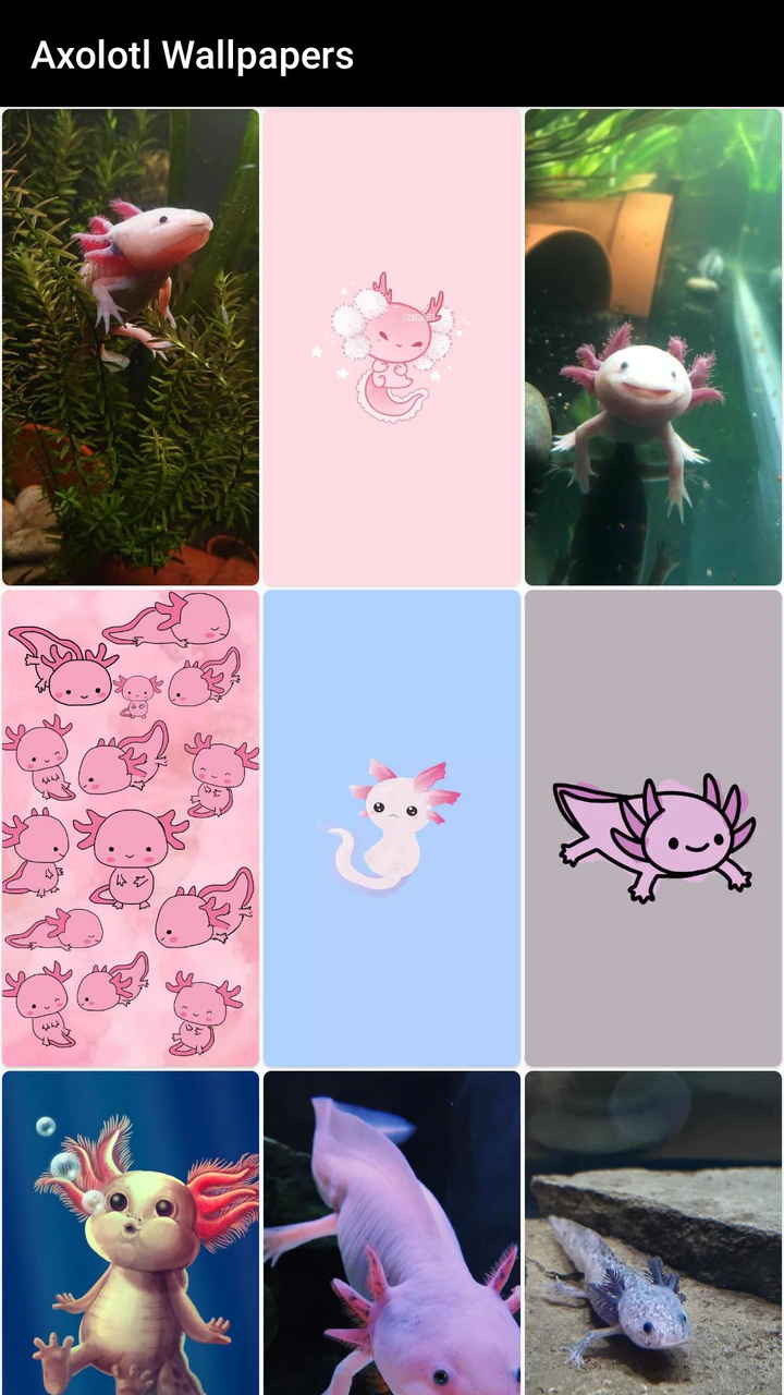 Cute axolotl HD wallpapers  Pxfuel