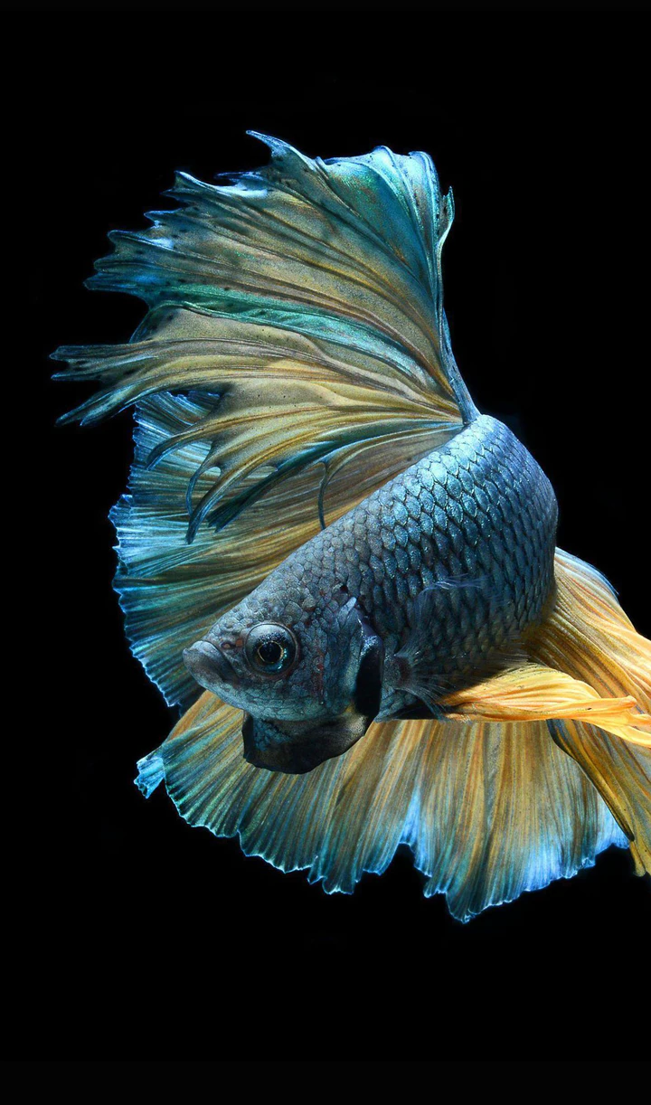 Download Betta Fish Wallpaper MOD APK for Android Download Betta Fish Wallpaper MOD APK for Android