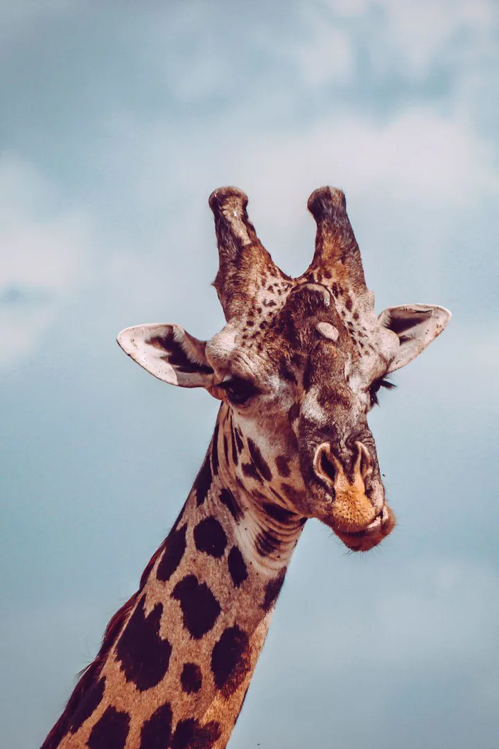 Download Wild Animal Wallpaper HD MOD APK for Android Download Wild Animal Wallpaper HD MOD APK for Android