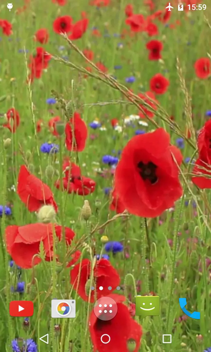 Download Poppy Flower Live Wallpaper APK For Android Download Poppy Flower Live Wallpaper APK For Android