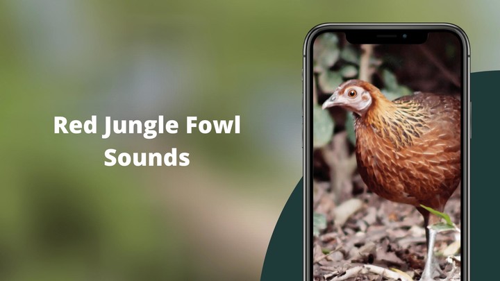Red Junglefowl Sounds