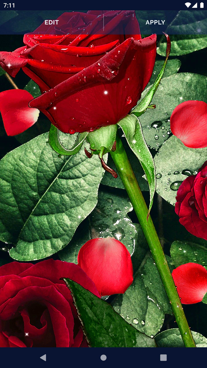 Download 3D Red Rose Live Wallpaper MOD APK  for Android