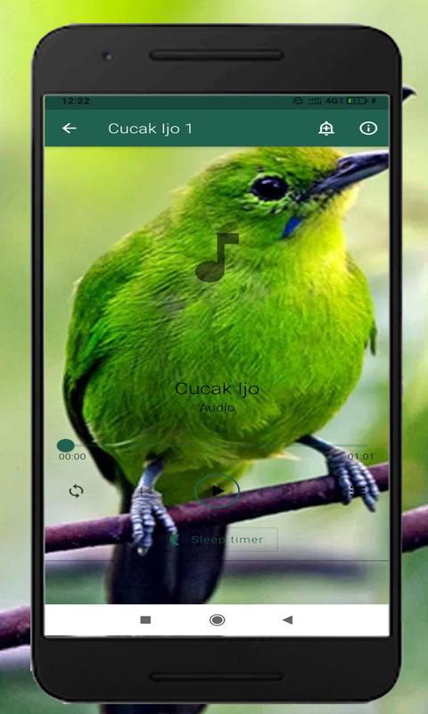 Suara Burung Cucak Ijo Betina
