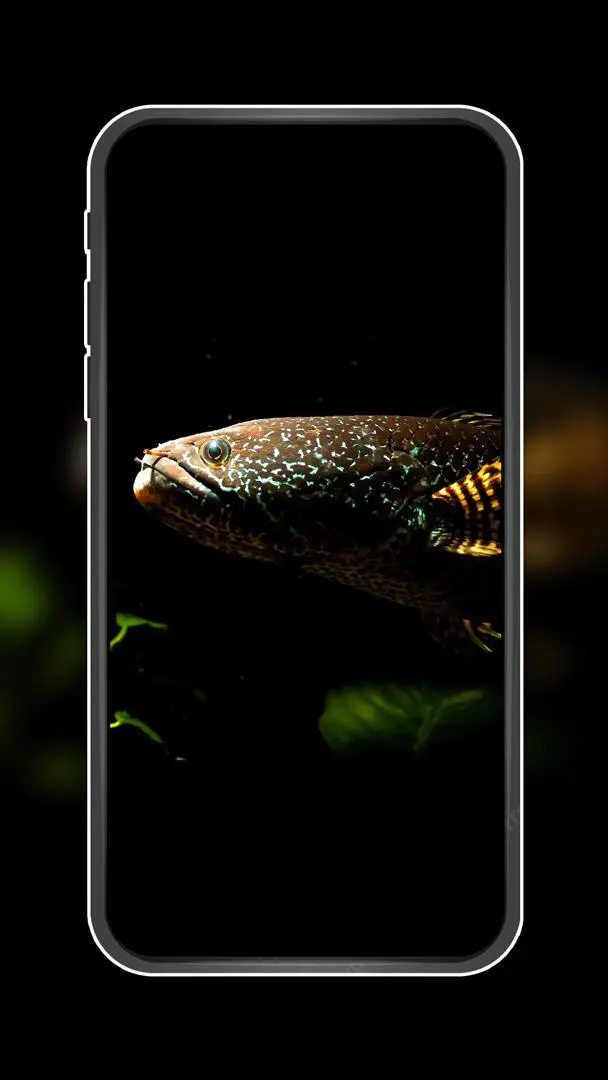 Channa Fish Wallpaper HD 4K for Android  Download