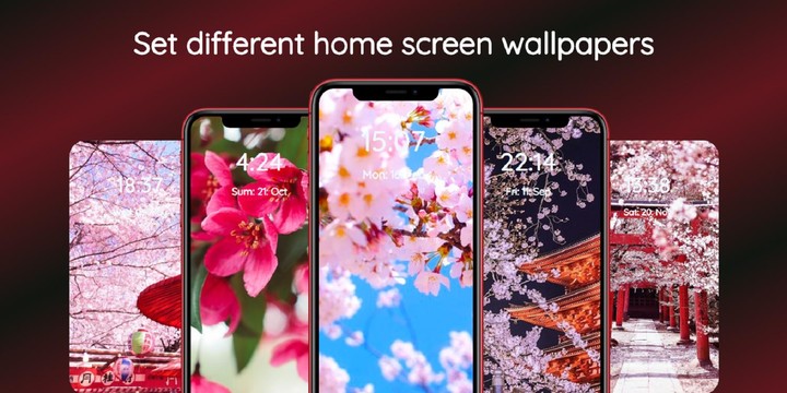 Sakura Wallpaper_modkill.com