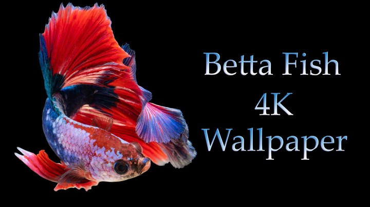 Betta Fish Wallpaper