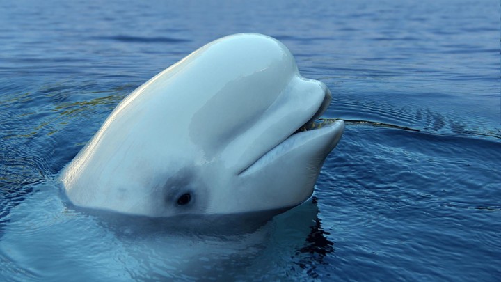 Beluga Whale Sounds