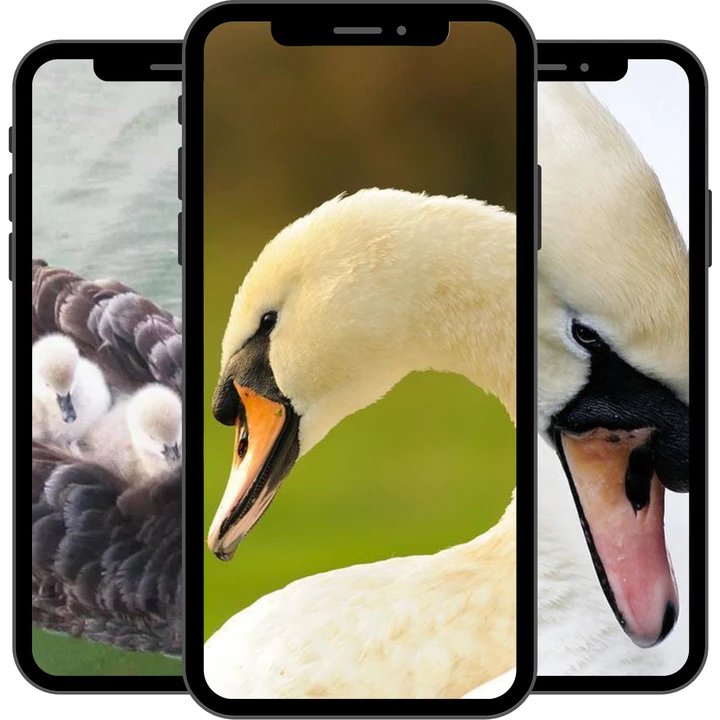 Descargar Fondo de pantalla de cisne MOD APK para Android Descargar Fondo de pantalla de cisne MOD APK para Android