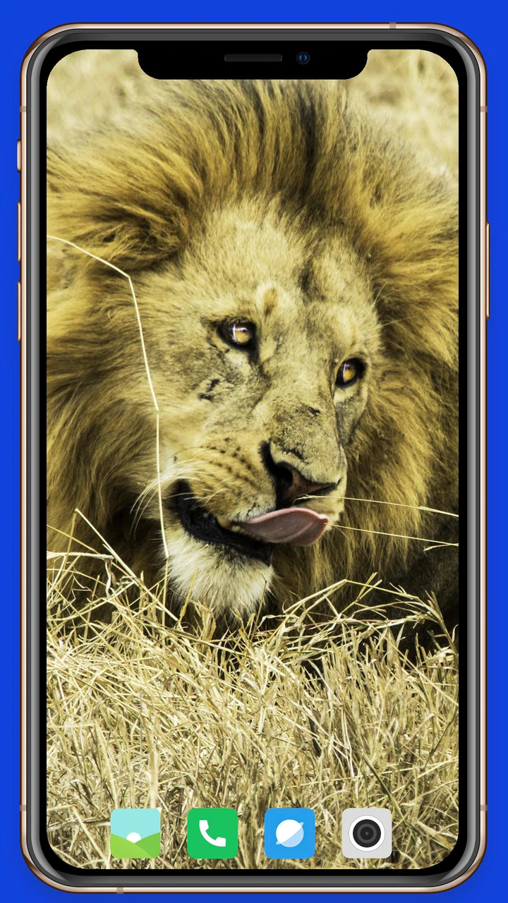 Download Lion Wallpaper APK For Android Download Lion Wallpaper APK For Android