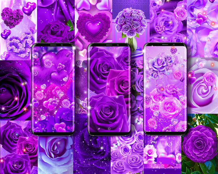 Download Purple rose live wallpaper APK  For Android