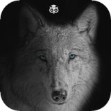 Black Wallpaper_playmods.net